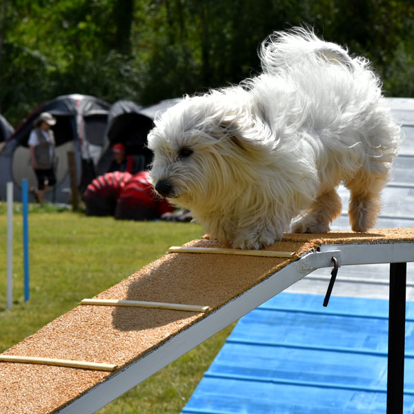 éduquer son chien en Loir et Cher