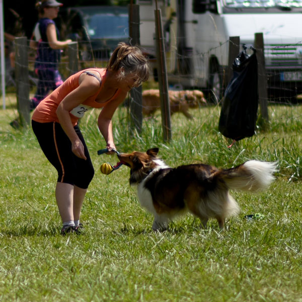 éducation des chiens