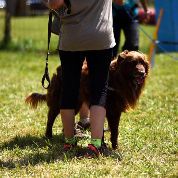 asso chiens loir et cher