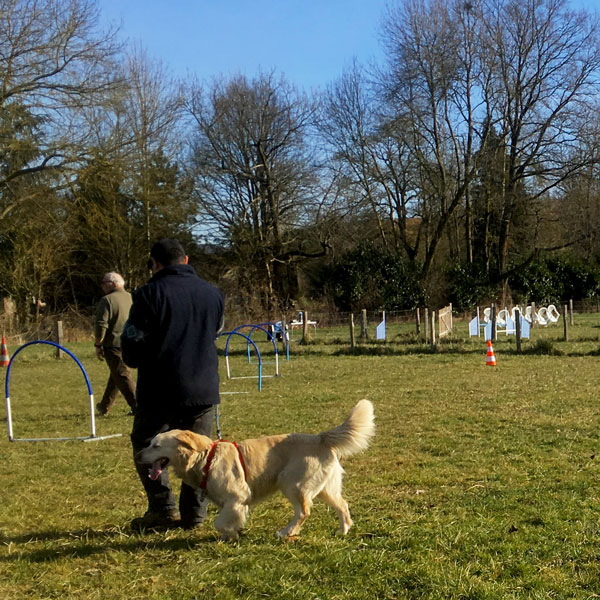 asso chiens loir et cher