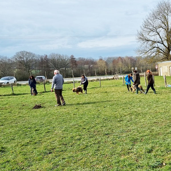 cours d'éducation canine