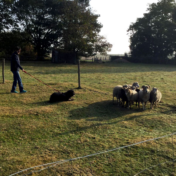 sociabilisation des chiens